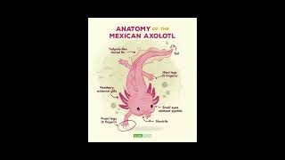 Axolotl. The basics!