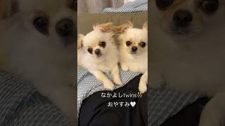 【寝る時も一緒だよ👨‍❤️‍💋‍👨】なかよしtwins👬 #shorts