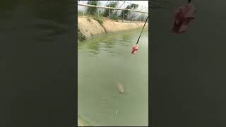 Fishing Crocodile