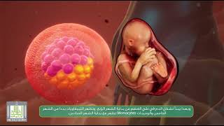 33 انتاج كرات الدم في الجنين وبعد الولادة   Hematopoiesis