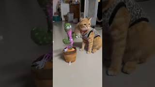 Baby Cats - Cute and Funny Cat Videos #cat#tiktok#shorts (6)