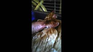 Buffy the Hen cannot stand up! Vitamin Deficiency? or Marek's Disease?