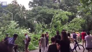 Mother injured after a large tree came down in Central Park