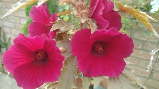 how to grow cranberry hibiscus 🌺 on terrace garden ,with some care tips||#cranberry#hibiscus