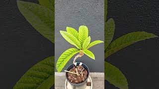 Grafting Egg-Sized Loquat on Seed-Grown Loquat Seedling | Loquat Cleft Grafting | 巨蛋枇杷树嫁接 | 枇杷劈接技术