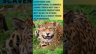 The Thrilling Hunt of the Leopard ||discover with sabi #viral #youtube #leopard #wildlife