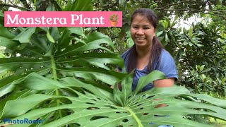 Hunting Monstera Plant|Alex Hollingsworth