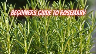 How to Grow Rosemary, In the Ground or Containers || DHBG