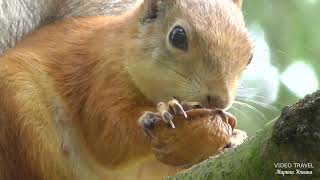 Белочка ест грецкий орех и семечки. The squirrel eats a walnut.