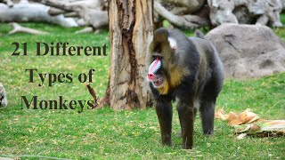 21 different types of monkeys on planet