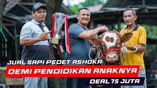 Proses Negosiasi Sapi Pedet Ashoka | Dijual Demi Biaya Pendidikan Anaknya Deal 75 Juta