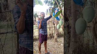 आम ले लो #trending #minivlog #viral #viralvideo #shortvideo #mango