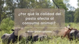 ¿Cómo afecta la calidad del pasto al consumo animal?