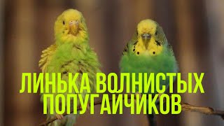 💚ЛИНЬКА У ВОЛНИСТЫХ ПОПУГАЙЧИКОВ💚ТАЙНАЯ ЖИЗНЬ ДОМАШНИХ ЖИВОТНЫХЧАСТЬ 2.|Гоша Гороша