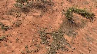 The blossom of the desert's flora Eremorium aegyptiacum