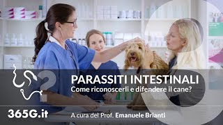 Parassiti Intestinali #3 | Come riconoscerli e difendere il cane?