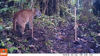 EK000134 Male puma, Dracula Reserve