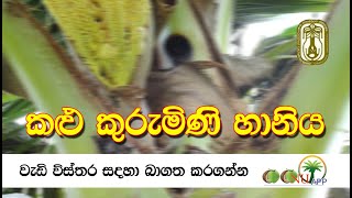 කළු කුරුමිණි හානිය