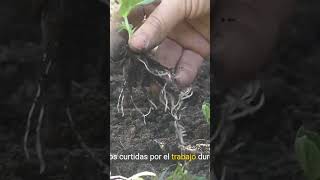 Rutina de los agricultores