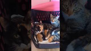 2 Cats SHARING Their Kittens!! #kittens