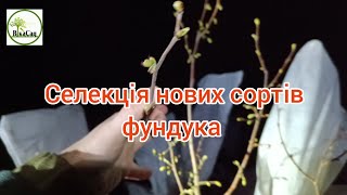 Селекція нових сортів фундука. Штучне запилення. Складності нашої весни