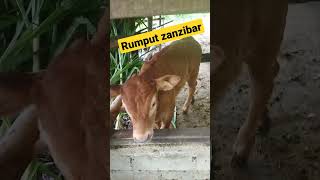 makan siang dengan rumput Zanzibar