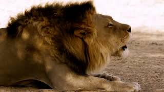 Lion Roar - Thunderous Roar of Massive Lion | Kgalagadi Transfrontier Park 🦁