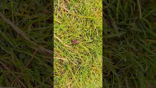 Frog on a mountain #frog #scotland #nature #perthshire