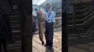 Big Lingcod another boat caught. This will be on the list for next year! Awesome fish #alaska #fish