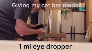 Giving my cat meds with an eyedropper!