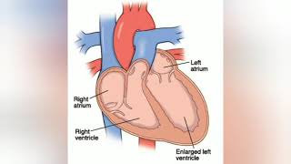 #shorts#why our heart is on the left side of the body# why not on the right side....