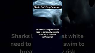 SHARKS CAN’T STOP SWIMMING 🦈👀🤩| did you know?#dailyfacts #randomfacts #sharks