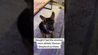 I thought I had the smartest, most athletic German Shepherd out there. #dog #germanshepherd