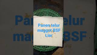 Panen Telur Lalat BSF Liar #Shorts