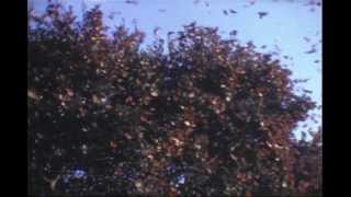 Monarch Butterfly Migration of 1973, Courtesy Shirley Mayhew