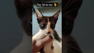 Kitty #catvideos #viral #shorts #short #cats #cat