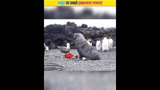 ये है समुद्र का सबसे खतरनाक जानवर | Leopard Seal #shorts #viral #animals