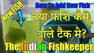 How To Add New Fish | नया फिश कैसे डाले टैंक मे | The Indian Fishkeeper