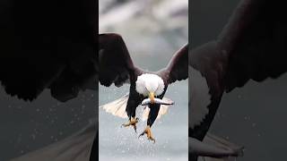 An Eagle grabs a huge fish and swallows #shorts #trending