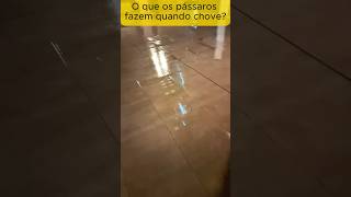 Pássaros VOAM ou SE ESCONDEM na CHUVA?