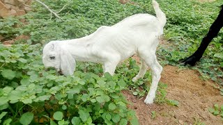 Adorable Baby of Goat