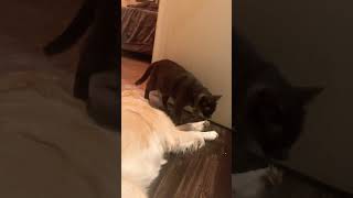 Why do they insist on being in the bathroom with me? #cat #trending #shortvideos #viral #dog