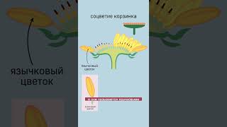 Класс Двудольные, семейство сложноцветные 🌻 #биология #биологияегэ #егэ #ботаника #егэ2023 #цт2023