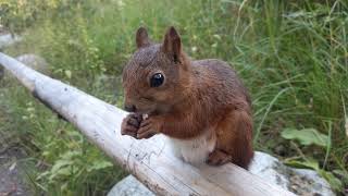 Close encounters with a Red Squirrel.