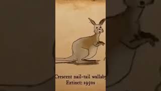 Animal that went extinct in the last 100yrs #youtubeshorts