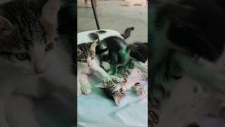 Playful fight #kittty #cat #kitten #cutecat #catbaby #catlover #shortsvideo