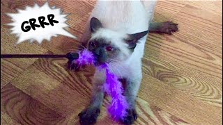 KITTEN GROWLS AT FEATHER TOY! | Ft. Simon the Siamese Cat