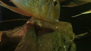 Wild geophagus Altofrons Tocantis spawning