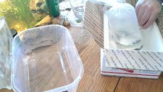 Blueberry snail unboxing from Moonlight Aquatics.