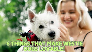 6 Things That Make Westie Dogs LOVABLE! 🐶✨ (Why We Adore Them)